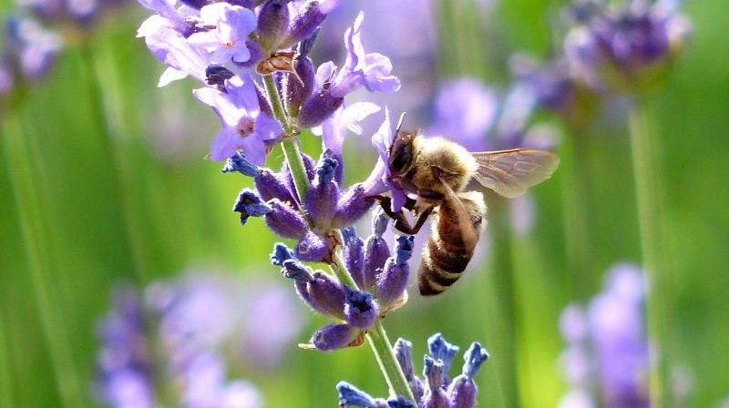 New study by the University of New Hampshire has found that more than a dozen wild bee species critical to pollinating fruits and vegetables across New England are on the decline. (Photo: Representational/Pexels) New study by the University of New Hampshire has found that more than a dozen wild bee species critical to pollinating fruits and vegetables across New England are on the decline. (Photo: Representational/Pexels)