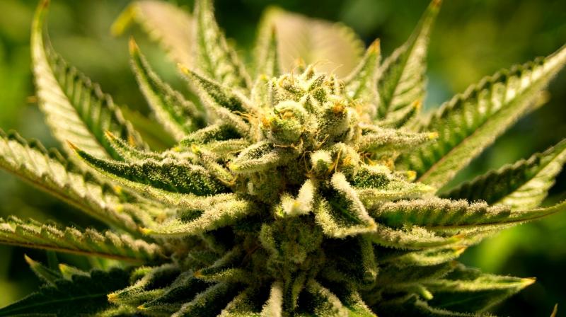 The study debunks the commonly held belief that the hunger pangs or 'munchies' that one gets after smoking cannabis results in weight gain. (Photo: Representational/Pixabay) The study debunks the commonly held belief that the hunger pangs or 'munchies' that one gets after smoking cannabis results in weight gain. (Photo: Representational/Pixabay)