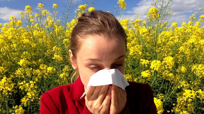 Taking a multifaceted approach can provide much needed relief from pollen allergies, which have plagued humankind throughout the millennia. (Photo: Representational/Pixabay) Taking a multifaceted approach can provide much needed relief from pollen allergies, which have plagued humankind throughout the millennia. (Photo: Representational/Pixabay)