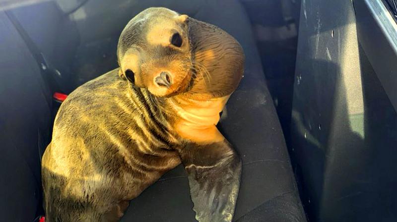 The baby sea lion was taken to the Peninsula Humane Society after the rescue. (Photo: AP) The baby sea lion was taken to the Peninsula Humane Society after the rescue. (Photo: AP)