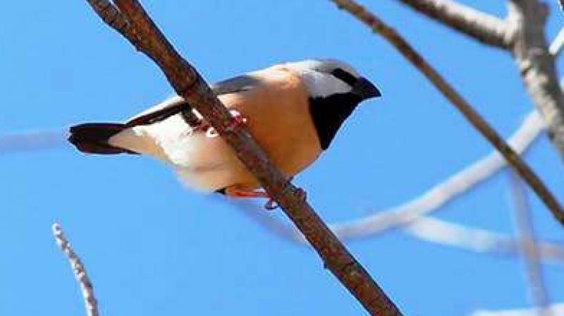 The endangered black-throated finch has stalled the multi-million-dollar Carmichael coal mine in Queensland, Australia. (Photo: Flicker/Steve Dew) The endangered black-throated finch has stalled the multi-million-dollar Carmichael coal mine in Queensland, Australia. (Photo: Flicker/Steve Dew)