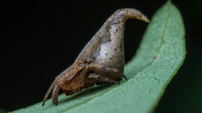 The discovery about Eriovixia Gryffindori was published in December's Indian Journal of Arachnology. (Photo; AFP) The discovery about Eriovixia Gryffindori was published in December's Indian Journal of Arachnology. (Photo; AFP)