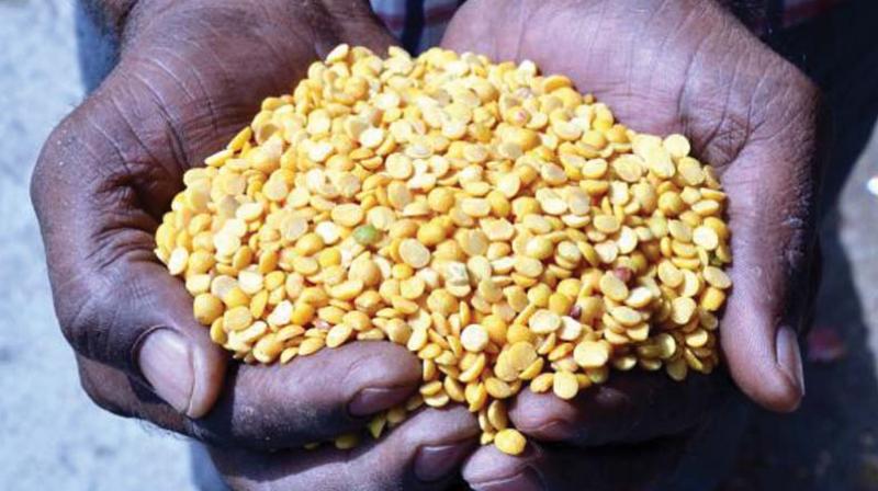 In Bidar rain has destroyed the standing tur crop over 55,496 hectares of the 79,500 hectares sown. In Bidar rain has destroyed the standing tur crop over 55,496 hectares of the 79,500 hectares sown.