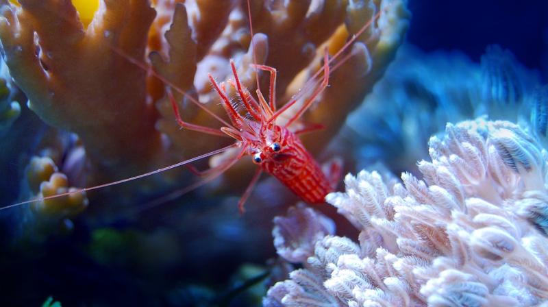 The prawns in the study were all from Gyllyngvase beach in Falmouth, and their feeding behaviour was tested using parcels of brine shrimp. (Photo: Pixabay) The prawns in the study were all from Gyllyngvase beach in Falmouth, and their feeding behaviour was tested using parcels of brine shrimp. (Photo: Pixabay)
