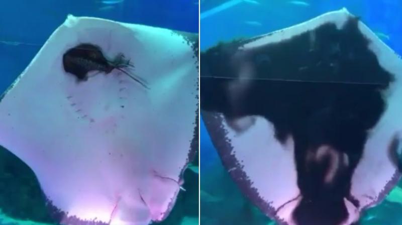 Stingray devours squid at aquarium horrifying visitors. (Photo: Twitter / Eternalshm) Stingray devours squid at aquarium horrifying visitors. (Photo: Twitter / Eternalshm)