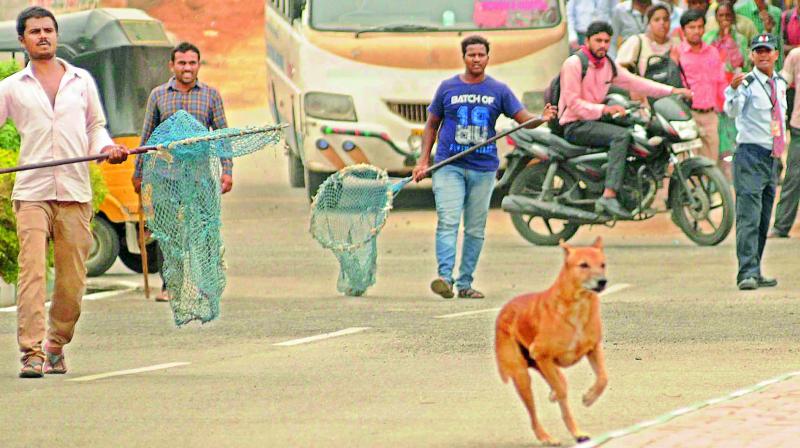 Activists also say that since there is no substantial evidence, people should start checking dog pounds if a lot of strays are going missing. (Photo: DC) Activists also say that since there is no substantial evidence, people should start checking dog pounds if a lot of strays are going missing. (Photo: DC)