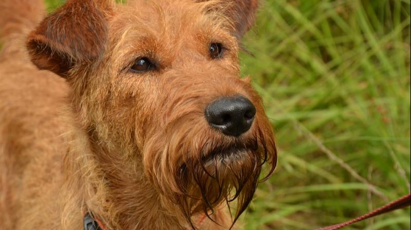 Michael Heathcock, 59 and Richard Finch, 60, had tried to kill the 16-year-old terrier called Scamp, claiming vet fees were too expensive. (Photo: Pixabay) Michael Heathcock, 59 and Richard Finch, 60, had tried to kill the 16-year-old terrier called Scamp, claiming vet fees were too expensive. (Photo: Pixabay)