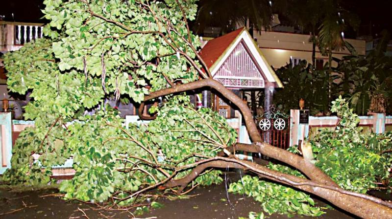 A tree was uprooted in Kengeri after heavy rain. (Photo: Satish B) A tree was uprooted in Kengeri after heavy rain. (Photo: Satish B)