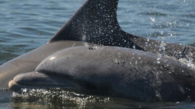 Scientists have calculated that PCB levels of nine milligrammes per kilo are sufficient to impair reproduction and the immune system of marine mammals. (Photo: AFP) Scientists have calculated that PCB levels of nine milligrammes per kilo are sufficient to impair reproduction and the immune system of marine mammals. (Photo: AFP)