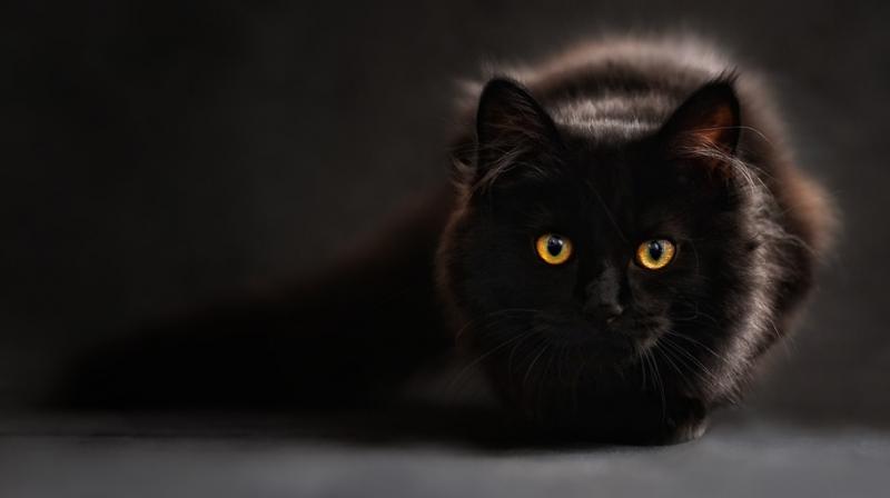 Her husband Dave was consoling her when the real Sammy strolled in. (Photo: Pixabay) Her husband Dave was consoling her when the real Sammy strolled in. (Photo: Pixabay)
