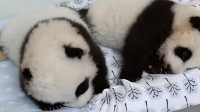 Twins Ya Lun and Xi Lun which translate into Elegant and Joy, at the Atlanta zoo (Photo:Youtube/AP) Twins Ya Lun and Xi Lun which translate into Elegant and Joy, at the Atlanta zoo (Photo:Youtube/AP)