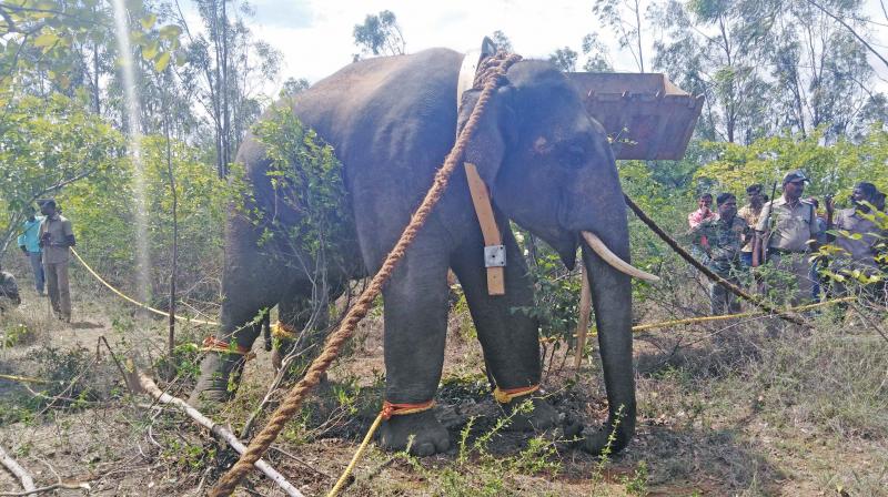 Crow Bar, a tusker caught after tranquilising it. (Photo: DC) Crow Bar, a tusker caught after tranquilising it. (Photo: DC)