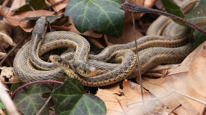 Jamie Fenske was lucky to spot timber rattlesnakes indulging in a combat dance during breeding season (Photo: Pixabay) Jamie Fenske was lucky to spot timber rattlesnakes indulging in a combat dance during breeding season (Photo: Pixabay)