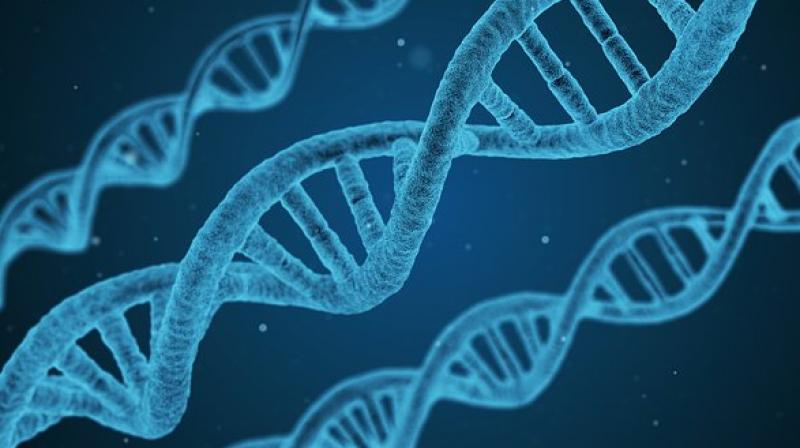 Our DNA determines what we look like, including our facial features. (Photo: Pixabay) Our DNA determines what we look like, including our facial features. (Photo: Pixabay)
