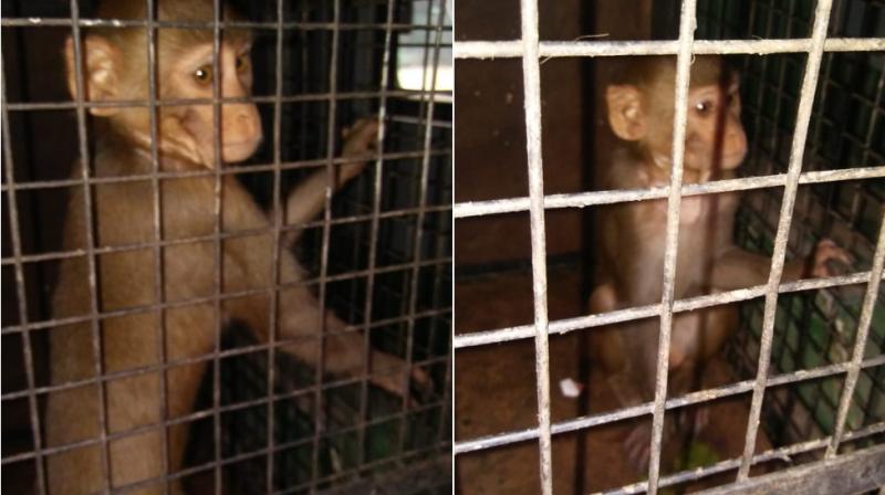 In 1998, the central government issued a notification under The Prevention of Cruelty to Animals Act, 1960, stating that monkeys and several other species of wild animals aren't to be exhibited or trained as performing animals. In 1998, the central government issued a notification under The Prevention of Cruelty to Animals Act, 1960, stating that monkeys and several other species of wild animals aren't to be exhibited or trained as performing animals.