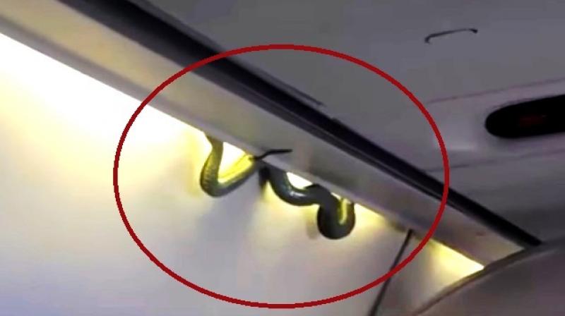 Cellphone video shot by passenger Indalecio Medina showed it wriggling briefly (Photo: YouTube) Cellphone video shot by passenger Indalecio Medina showed it wriggling briefly (Photo: YouTube)