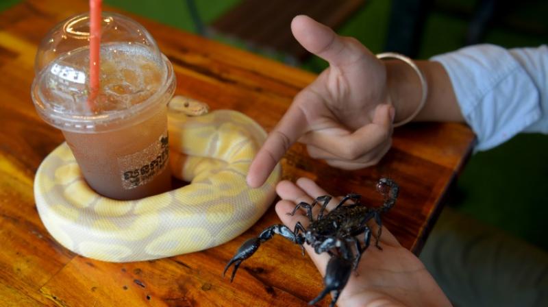 Visitors at this Cambodian cafe can order a coffee and request a sit-down with a serpentine friend from one of the tanks. (Photo: AFP) Visitors at this Cambodian cafe can order a coffee and request a sit-down with a serpentine friend from one of the tanks. (Photo: AFP)