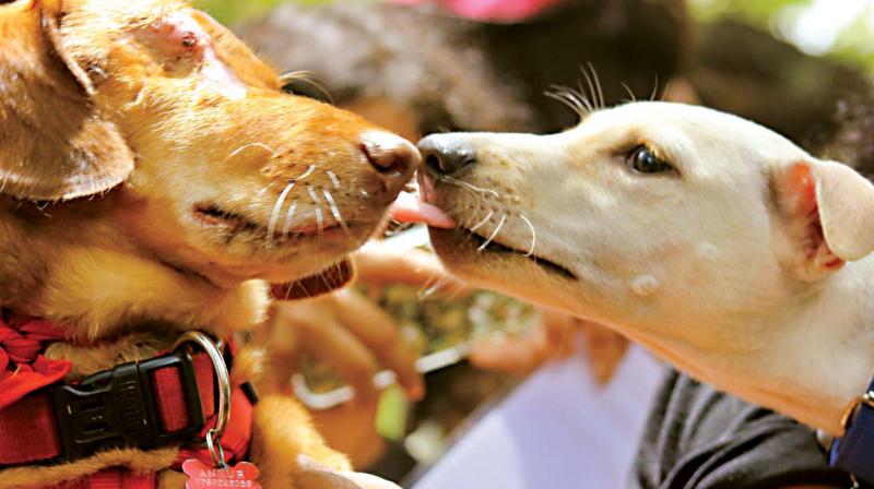 Pets make friends at the protest in Cubbon Park on Sunday. Picture: Priya Chetty-Rajagopal Pets make friends at the protest in Cubbon Park on Sunday. Picture: Priya Chetty-Rajagopal