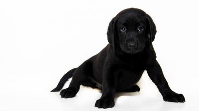 mongrel puppies for sale near me