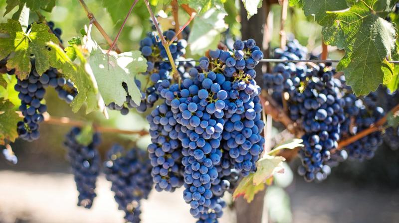 Explore world's first rooftop vineyard in New York. (Photo: Pexels) Explore world's first rooftop vineyard in New York. (Photo: Pexels)