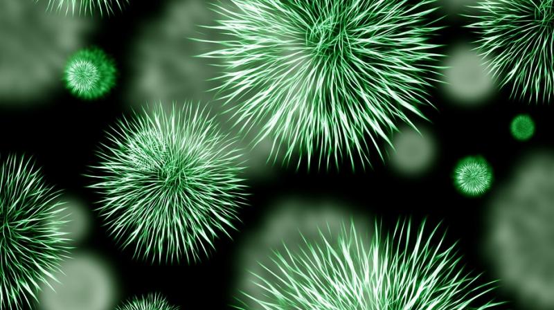 The Bourbon virus has affected only 13 people worldwide.(Photo: Pixabay) The Bourbon virus has affected only 13 people worldwide.(Photo: Pixabay)