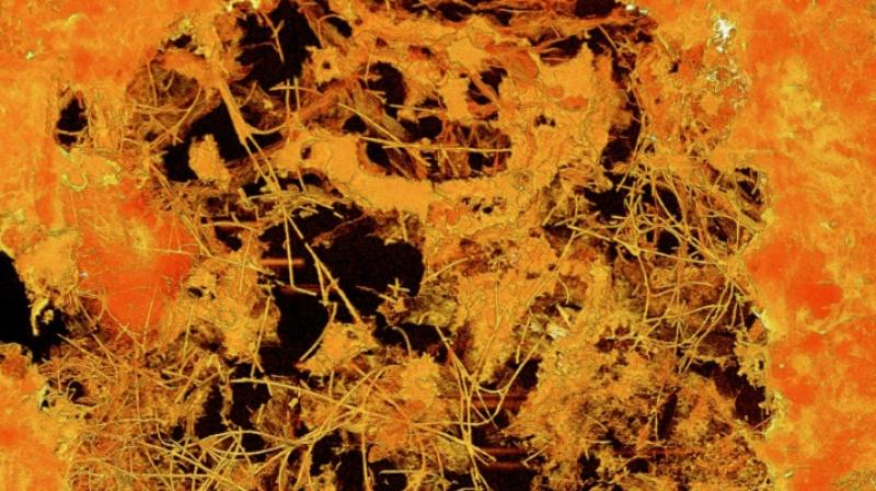 An X-ray of a fossilised gas bubble containing 2.4- billion-year-old creatures (photo: AFP) An X-ray of a fossilised gas bubble containing 2.4- billion-year-old creatures (photo: AFP)