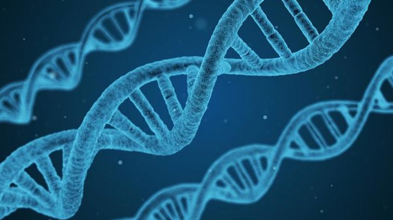 A defective gene typically affects the function of insulin-producing cells in the pancreas. (Photo: Pixabay) A defective gene typically affects the function of insulin-producing cells in the pancreas. (Photo: Pixabay)