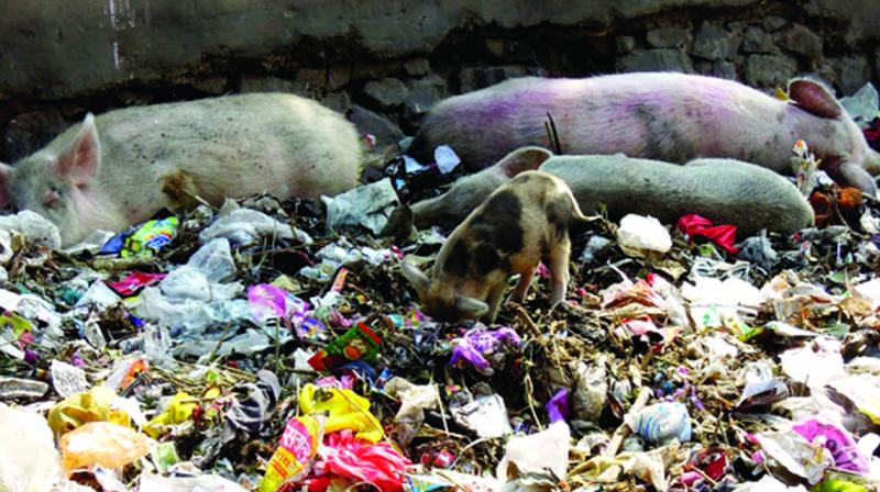 3,000 stray pigs roam in the city 3,000 stray pigs roam in the city
