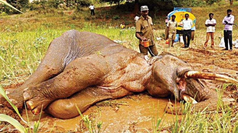 Sidda the wild elephant Sidda the wild elephant