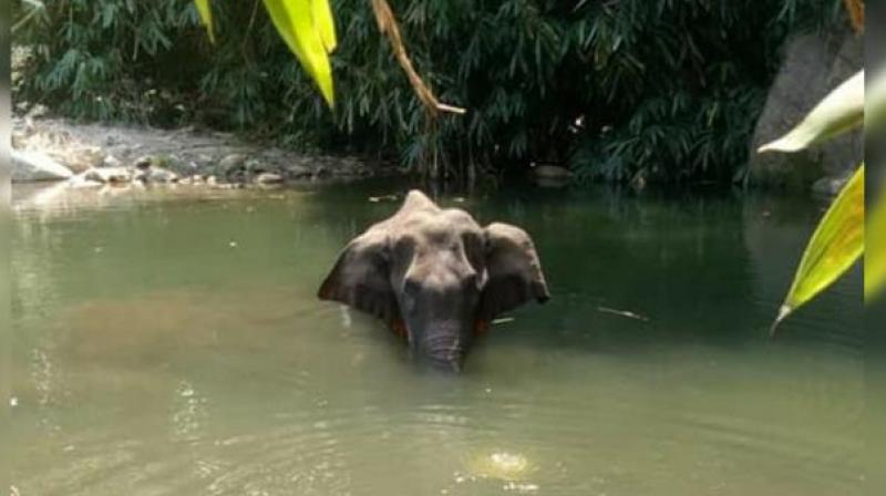 A pregnant elephant was found standing in Velliyar river in Keralas Palakkad district and later the animal drowned and died in the river. (Image: Facebook)