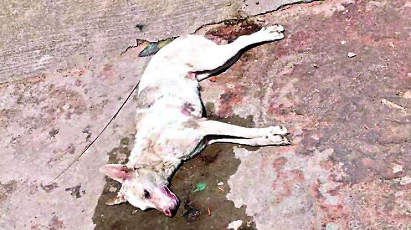 One of the five dogs who were poisoned. One of the five dogs who were poisoned.
