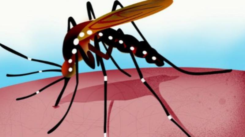 The big advantage of releasing genetically-modified mosquitoes is that they will look for their own species and pass on the genes in their own species. (Representational image) The big advantage of releasing genetically-modified mosquitoes is that they will look for their own species and pass on the genes in their own species. (Representational image)