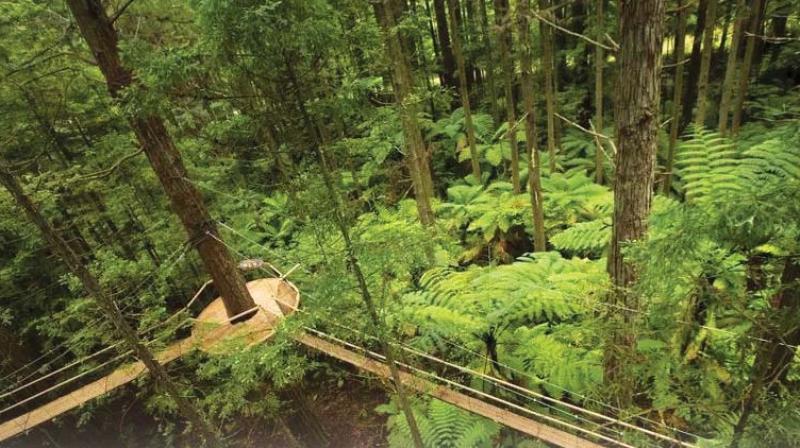 Of this, 17 cases have been booked under the Wildlife Protection Act, 1972. (Representational Image) Of this, 17 cases have been booked under the Wildlife Protection Act, 1972. (Representational Image)
