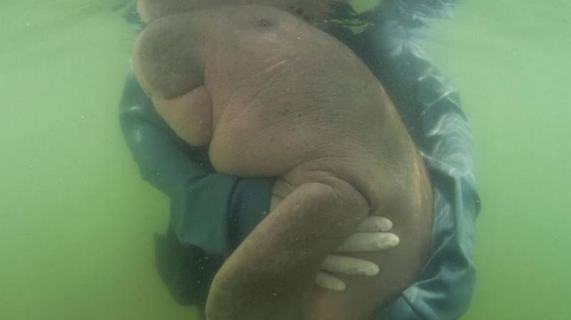 An official of the Department of Marine and Coastal Resources, hugs Marium, baby dugong lost from her mom Libong island, Trang province southern Thailand on May 23, 2019. (Photo: AP) An official of the Department of Marine and Coastal Resources, hugs Marium, baby dugong lost from her mom Libong island, Trang province southern Thailand on May 23, 2019. (Photo: AP)