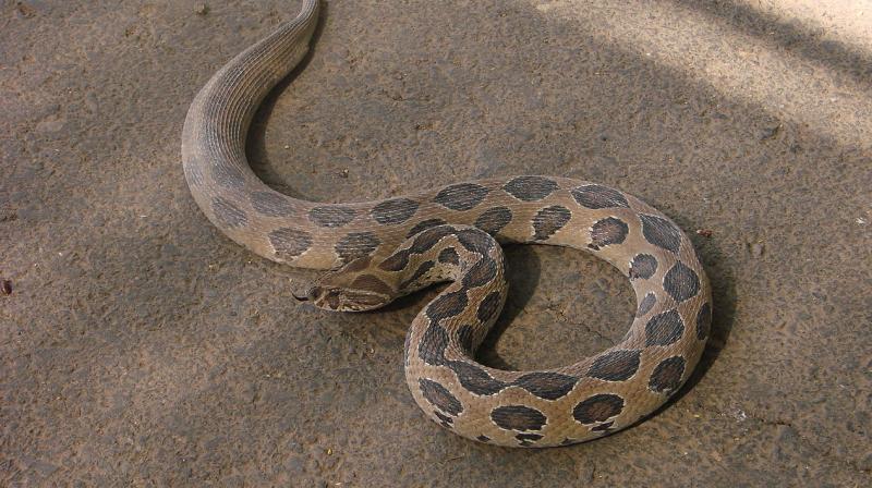 Representational image  of a Russells viper, a venomous snake that give