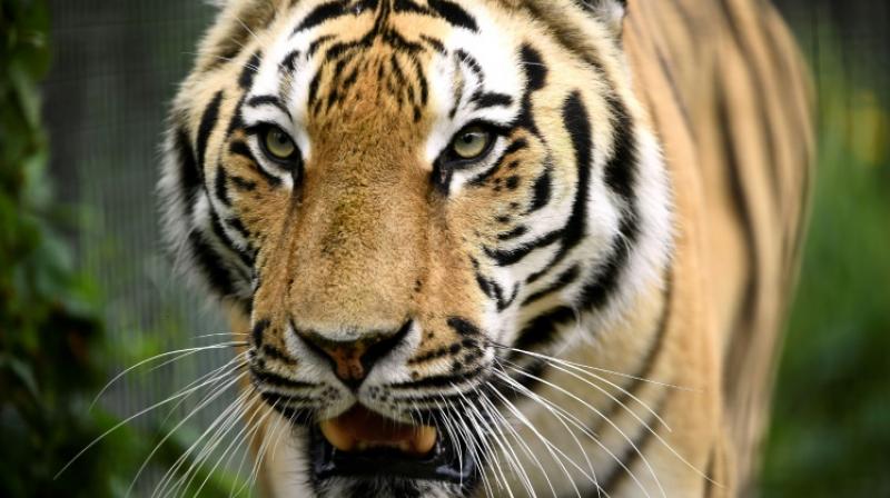 The study also highlighted the growing role breeding centres play in fuelling the illegal tiger trade, especially in Southeast Asia. (Photo: AFP) The study also highlighted the growing role breeding centres play in fuelling the illegal tiger trade, especially in Southeast Asia. (Photo: AFP)