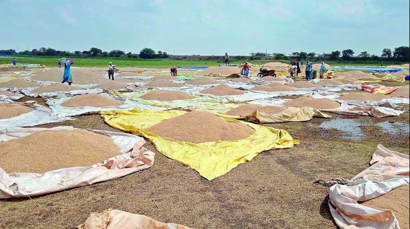 Farmers dry paddy crops drenched in Friday's rain at Manubolu village in SPSR Nellore on Saturday. (Photo: DC) Farmers dry paddy crops drenched in Friday's rain at Manubolu village in SPSR Nellore on Saturday. (Photo: DC)