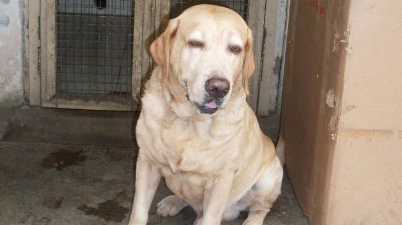 Caesar, the famed sniffer dog of Mumbai police (Photo: ANI Twitter) Caesar, the famed sniffer dog of Mumbai police (Photo: ANI Twitter)