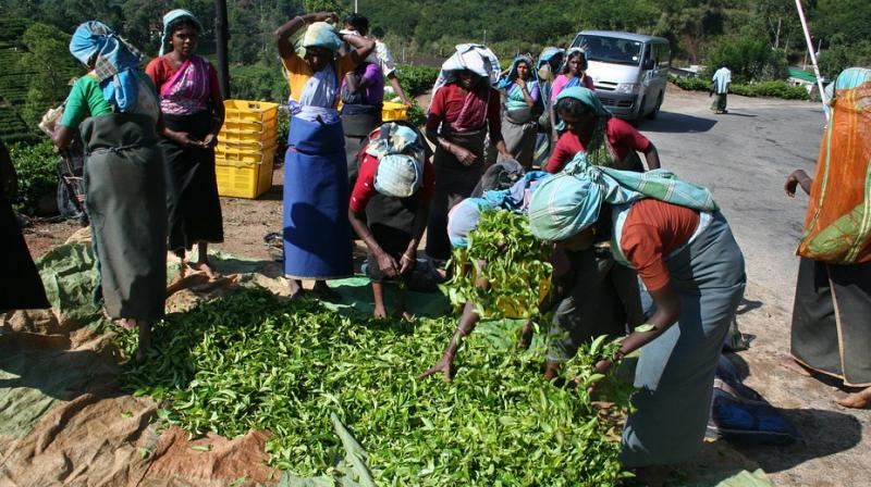 This new research examines how social identity, seasonality and context shape women's agricultural work, as well as food intakes and feeding practices. (Photo: Representational/Pixabay) This new research examines how social identity, seasonality and context shape women's agricultural work, as well as food intakes and feeding practices. (Photo: Representational/Pixabay)
