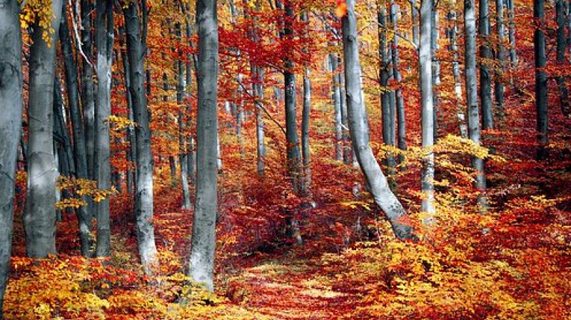 Tropical forests have evolved in generally stable climates. (Photo: Pixabay) Tropical forests have evolved in generally stable climates. (Photo: Pixabay)