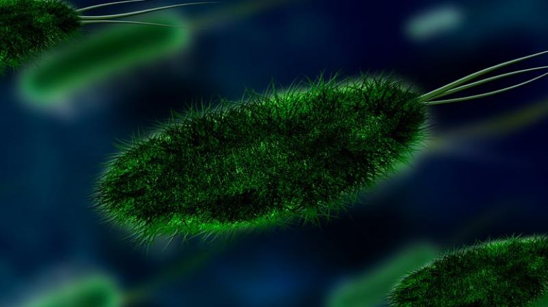 This is the first new class of antifungal agent to be discovered in the last three decades. (Photo: Pixabay) This is the first new class of antifungal agent to be discovered in the last three decades. (Photo: Pixabay)
