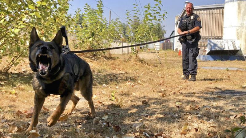 Departments generally use the cameras when dogs go out to look for suspects, missing people or explosives — for the dog's safety and for intelligence gathering. (Photo: AP) Departments generally use the cameras when dogs go out to look for suspects, missing people or explosives — for the dog's safety and for intelligence gathering. (Photo: AP)
