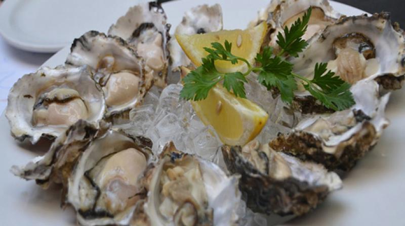 Researchers studied three groups of Olympia oysters from different areas of the California coast where the influence of rainfall on seawater salinity varies. (Photo: ANI) Researchers studied three groups of Olympia oysters from different areas of the California coast where the influence of rainfall on seawater salinity varies. (Photo: ANI)