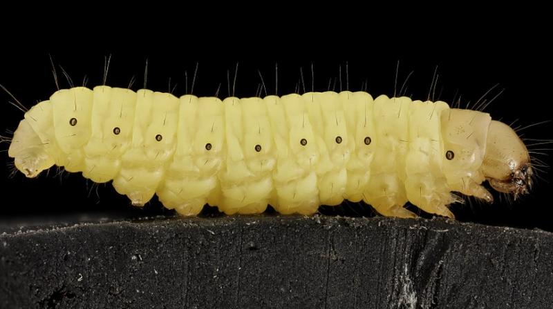 Parasitic worm infections can last many years and can cause severe pain. (Photo: Pixabay) Parasitic worm infections can last many years and can cause severe pain. (Photo: Pixabay)