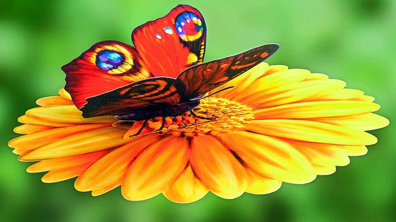 Peter’s pop-up art tutorials are popular on social media and have received over millions of hits online. Peter’s pop-up art tutorials are popular on social media and have received over millions of hits online.