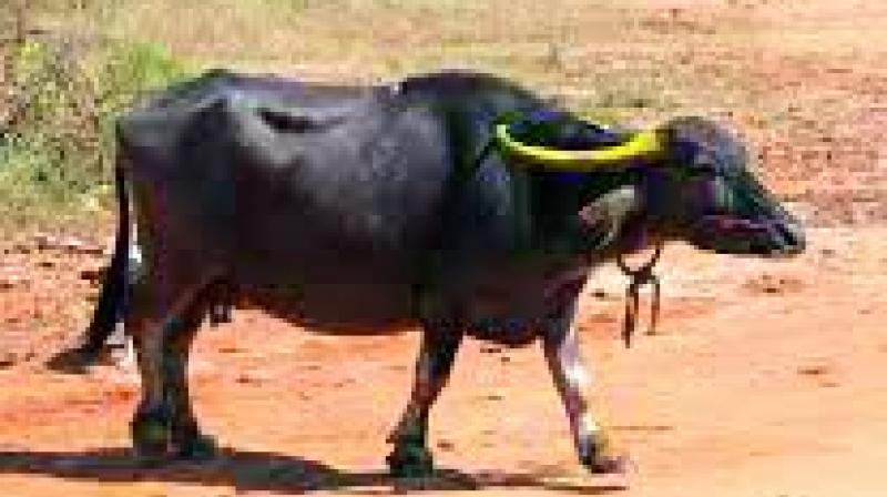 In the latest setback to the meat industry, the government decreed animal markets will only be able to trade cattle for agricultural purposes such as ploughing and dairy production. In the latest setback to the meat industry, the government decreed animal markets will only be able to trade cattle for agricultural purposes such as ploughing and dairy production.