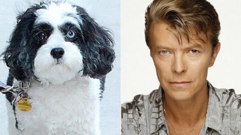The singer's son Duncan Jones tweeted support for a bid to rehome Bowie, three, earlier this month. (Photo: Twitter)(Photo: Twitter) The singer's son Duncan Jones tweeted support for a bid to rehome Bowie, three, earlier this month. (Photo: Twitter)(Photo: Twitter)