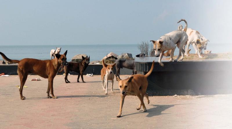 Strays at the Kozhikode beach on Tuesday. (Photo: DC) Strays at the Kozhikode beach on Tuesday. (Photo: DC)