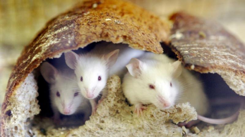 Mice exposed to other males from a young age "possessed a thicker ossified penis". (Photo: AFP) Mice exposed to other males from a young age "possessed a thicker ossified penis". (Photo: AFP)