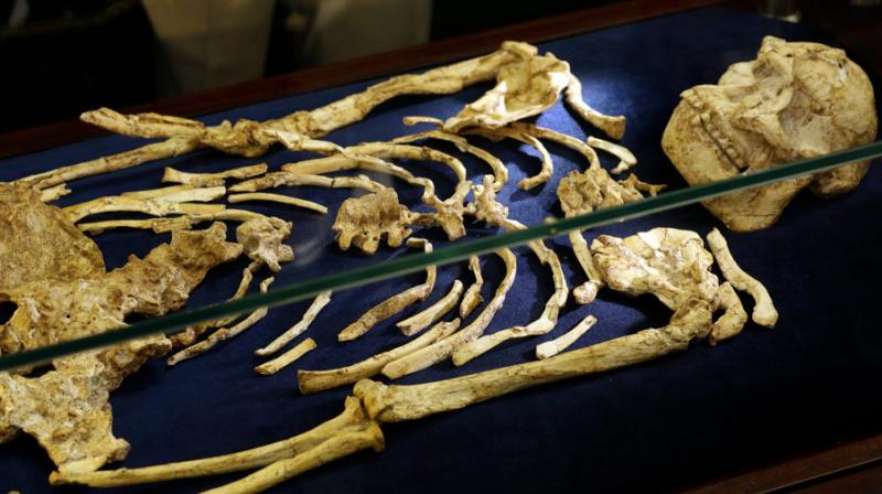 The skeleton, dubbed Little Foot, was discovered in the Sterkfontein caves, about 40 kilometers northwest of Johannesburg when small foot bones were found in rock blasted by miners. Photo:AP The skeleton, dubbed Little Foot, was discovered in the Sterkfontein caves, about 40 kilometers northwest of Johannesburg when small foot bones were found in rock blasted by miners. Photo:AP